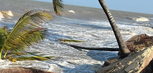 Polícia Ambiental descobre estufas de maconha em propriedade rural de Itacaré